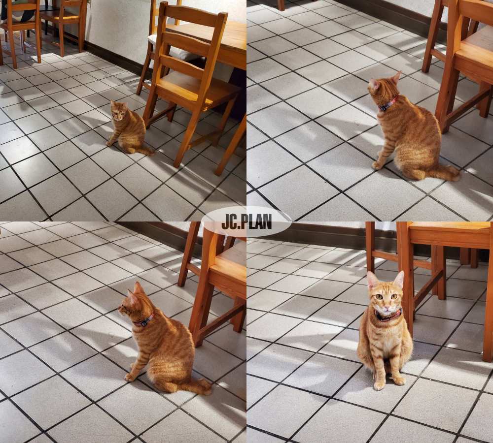 台南_寵物友善咖啡廳_貓毛珈琲_店貓